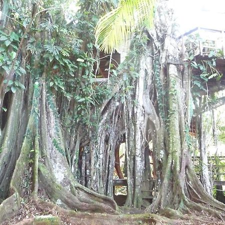 Topos Tree House Cahuita Eksteriør billede