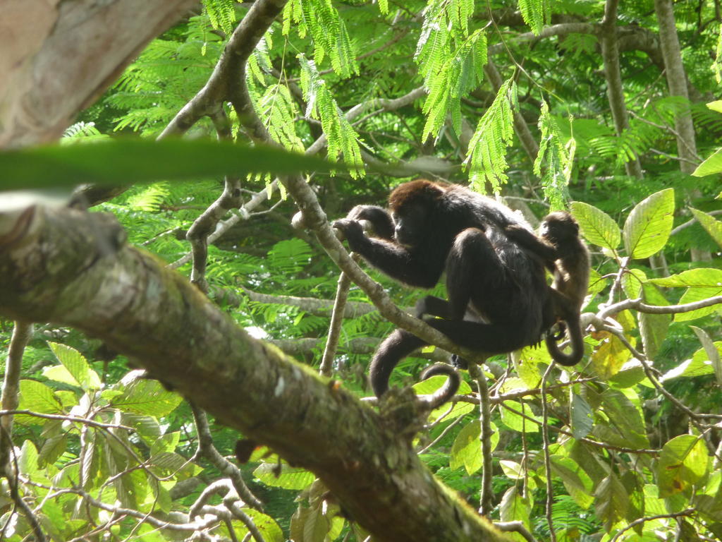 Topos Tree House Cahuita Eksteriør billede