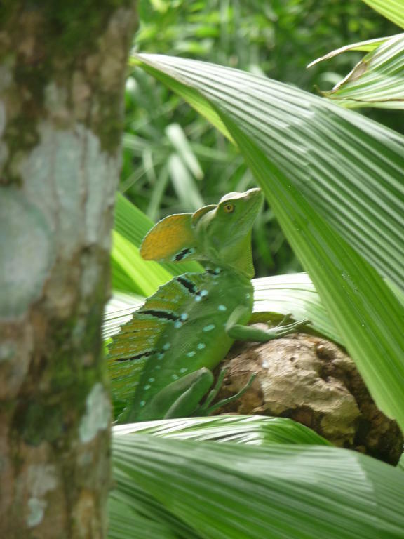 Topos Tree House Cahuita Eksteriør billede
