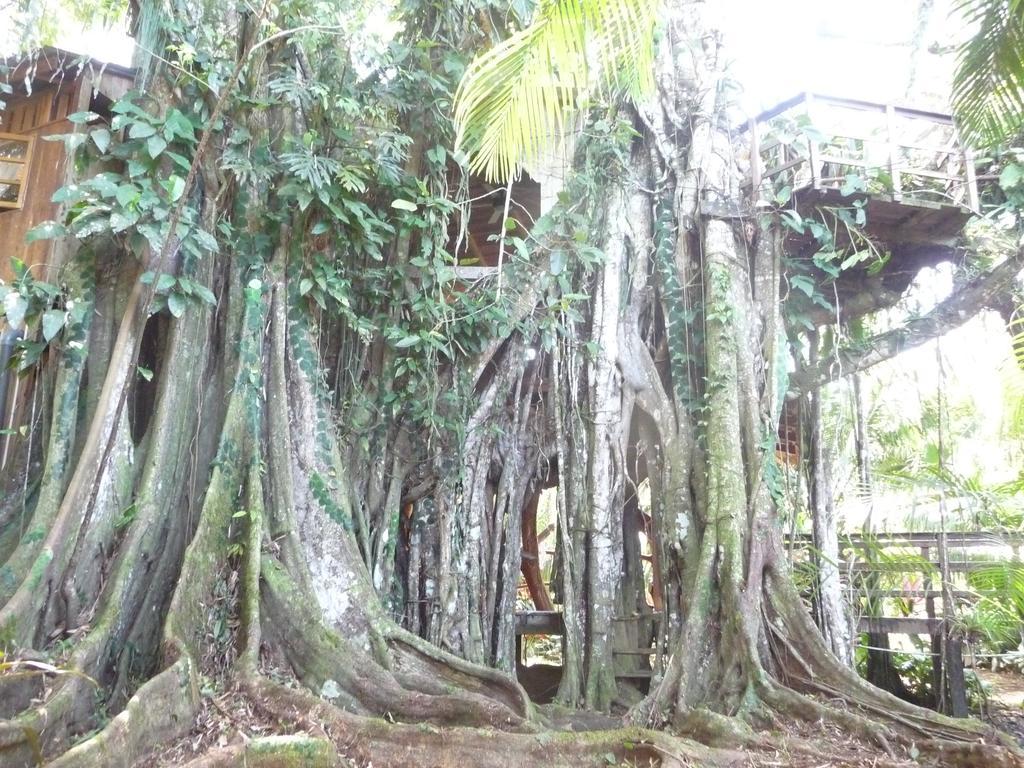 Topos Tree House Cahuita Eksteriør billede