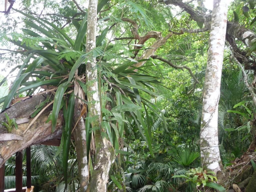 Topos Tree House Cahuita Eksteriør billede