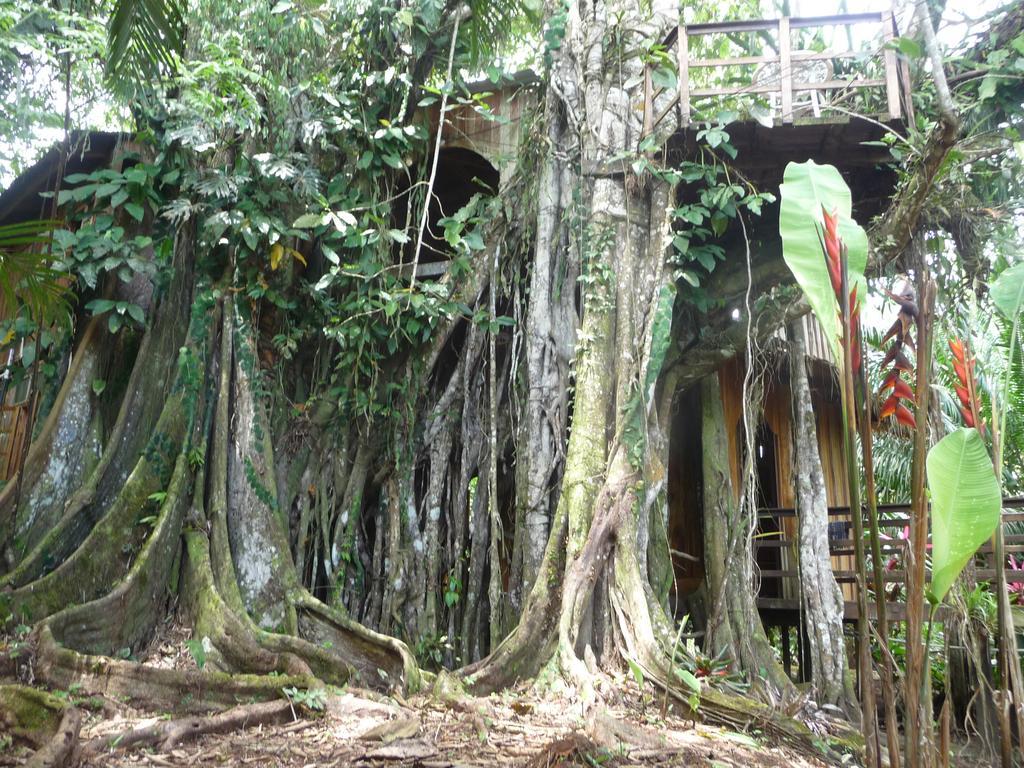 Topos Tree House Cahuita Eksteriør billede