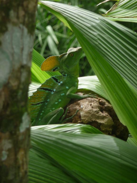 Topos Tree House Cahuita Eksteriør billede