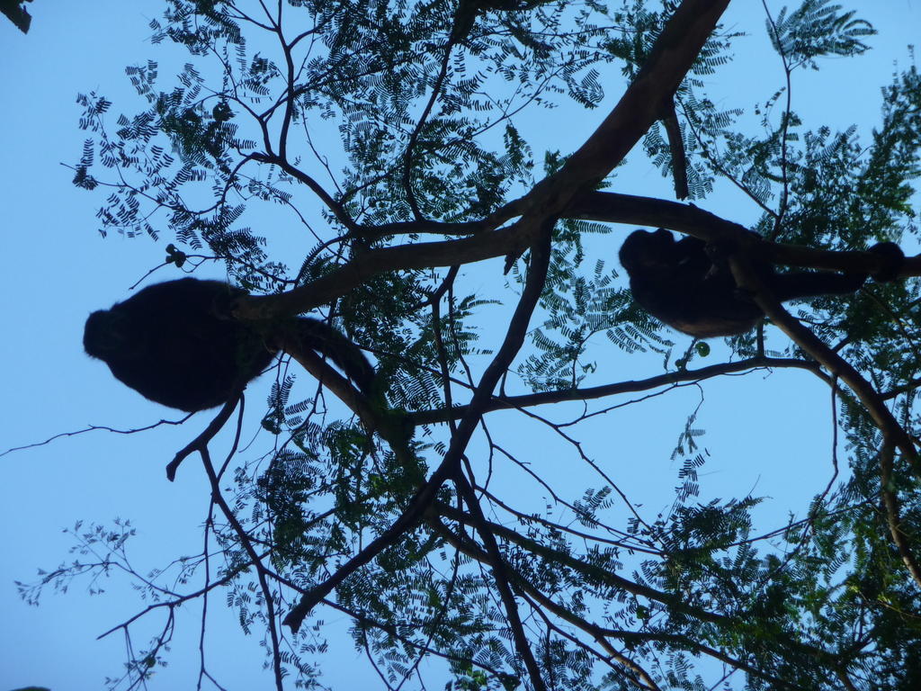 Topos Tree House Cahuita Eksteriør billede
